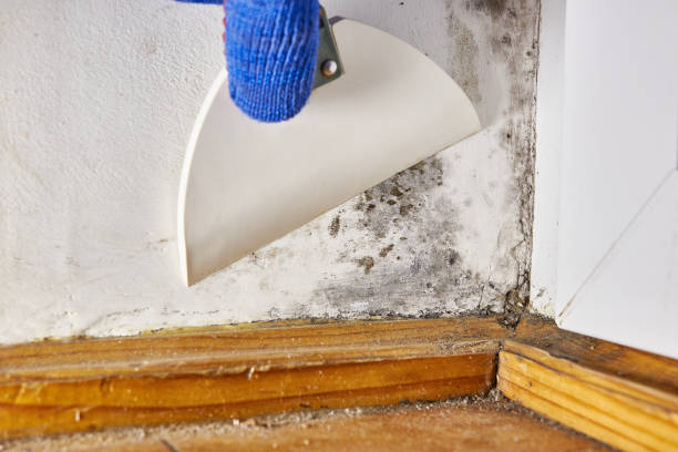Best Mold Prevention Services  in Northfield, KY